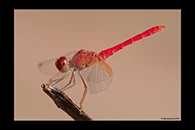 PhotoID: AusDr226. Scarlet Percher (Diplacodes haematodes) - male