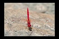 PhotoID: AusDr228. Scarlet Percher (Diplacodes haematodes) - male