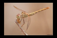 PhotoID: AusDr262. Scarlet Percher (Diplacodes haematodes) - female