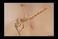 PhotoID: AusDr263. Scarlet Percher (Diplacodes haematodes) - female