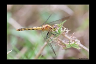 PhotoID: AusDr127. Black-Faced Percher (Diplacodes melanopsis) - female