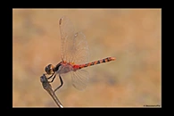 PhotoID: AusDr323. Black-Faced Percher (Diplacodes melanopsis) - male