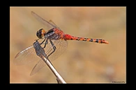 PhotoID: AusDr327. Black-Faced Percher (Diplacodes melanopsis) - male