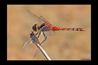 PhotoID: AusDr328. Black-Faced Percher (Diplacodes melanopsis) - male