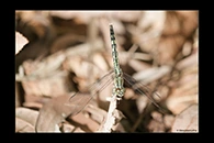 PhotoID: AusDr245. Chalky Percher (Diplacodes trivialis) - female