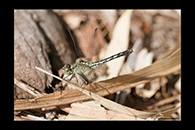 PhotoID: AusDr246. Chalky Percher (Diplacodes trivialis) - female