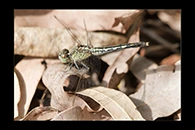PhotoID: AusDr247. Chalky Percher (Diplacodes trivialis) - female