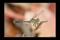 PhotoID: AusDr282. Chalky Percher (Diplacodes trivialis) - male