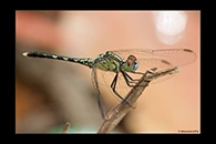 PhotoID: AusDr285. Chalky Percher (Diplacodes trivialis) - male