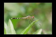 PhotoID: AusDr291. Chalky Percher (Diplacodes trivialis) - female