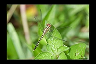 PhotoID: AusDr292. Chalky Percher (Diplacodes trivialis) - female
