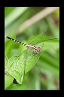 PhotoID: AusDr293. Chalky Percher (Diplacodes trivialis) - female