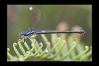 PhotoID: AusDa132. Grey-Chested Flatwing (Griseargiolestes eboracus) - female