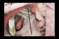 PhotoID: AusDa201. Grey Flatwing (Griseargiolestes griseus) - female