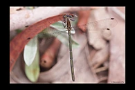 PhotoID: AusDa202. Grey Flatwing (Griseargiolestes griseus) - female