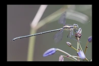 PhotoID: AusDa204. Grey Flatwing (Griseargiolestes griseus) - male