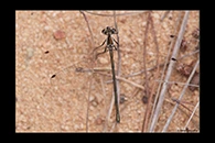 PhotoID: AusDa207. Grey Flatwing (Griseargiolestes griseus) - female