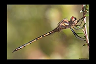 PhotoID: AusDr152. Australian Emerald (Hemicordulia australiae) - male