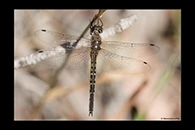 PhotoID: AusDr176. Australian Emerald (Hemicordulia australiae) - female