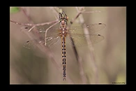 PhotoID: AusDr177. Australian Emerald (Hemicordulia australiae) - female