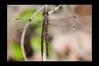 PhotoID: AusDr179. Australian Emerald (Hemicordulia australiae) - female