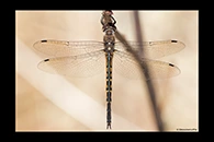 PhotoID: AusDr180. Australian Emerald (Hemicordulia australiae) - female