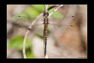 PhotoID: AusDr334. Australian Emerald (Hemicordulia australiae) - female