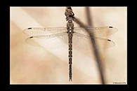 PhotoID: AusDr335. Australian Emerald (Hemicordulia australiae) - female