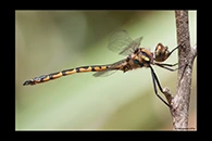 PhotoID: AusDr336. Australian Emerald (Hemicordulia australiae) - male
