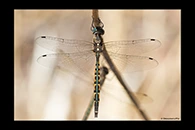 PhotoID: AusDr555. Australian Emerald (Hemicordulia australiae) - male