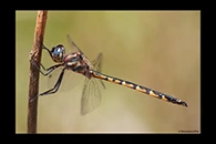 PhotoID: AusDr556. Australian Emerald (Hemicordulia australiae) - male