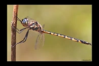 PhotoID: AusDr558. Australian Emerald (Hemicordulia australiae) - male