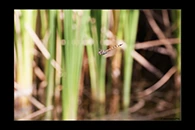 PhotoID: AusDr421. Pilbara Emerald (Hemicordulia koomina) - male