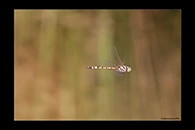 PhotoID: AusDr425. Pilbara Emerald (Hemicordulia koomina) - male