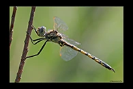 PhotoID: AusDr012. Tau Emerald (Hemicordulia tau) - male