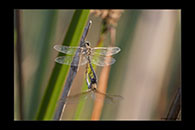 PhotoID: AusDr013. Tau Emerald (Hemicordulia tau) - copula