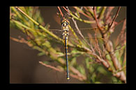 PhotoID: AusDr015. Tau Emerald (Hemicordulia tau) - female