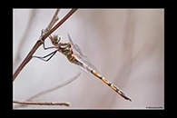 PhotoID: AusDr038. Tau Emerald (Hemicordulia tau) - female