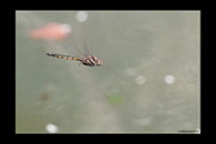 PhotoID: AusDr197. Tau Emerald (Hemicordulia tau) - male