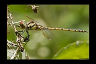 PhotoID: AusDr547. Tau Emerald (Hemicordulia tau) - female