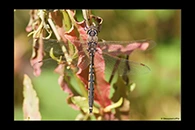 PhotoID: AusDr548. Tau Emerald (Hemicordulia tau) - male