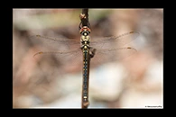 PhotoID: AusDr553. Tau Emerald (Hemicordulia tau) - male