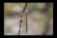 PhotoID: AusDr717. Tau Emerald (Hemicordulia tau) - female