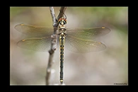 PhotoID: AusDr718. Tau Emerald (Hemicordulia tau) - female