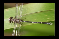 PhotoID: AusDr274. Zebra Vicetail (Hemigomphus comitatus) - male