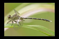 PhotoID: AusDr277. Zebra Vicetail (Hemigomphus comitatus) - male