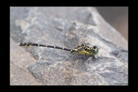 PhotoID: AusDr050. Southern Vicetail (Hemigomphus gouldii) - male