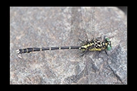 PhotoID: AusDr052. Southern Vicetail (Hemigomphus gouldii) - male