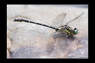 PhotoID: AusDr053. Southern Vicetail (Hemigomphus gouldii) - male