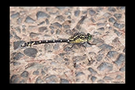 PhotoID: AusDr135. Southern Vicetail (Hemigomphus gouldii) - male